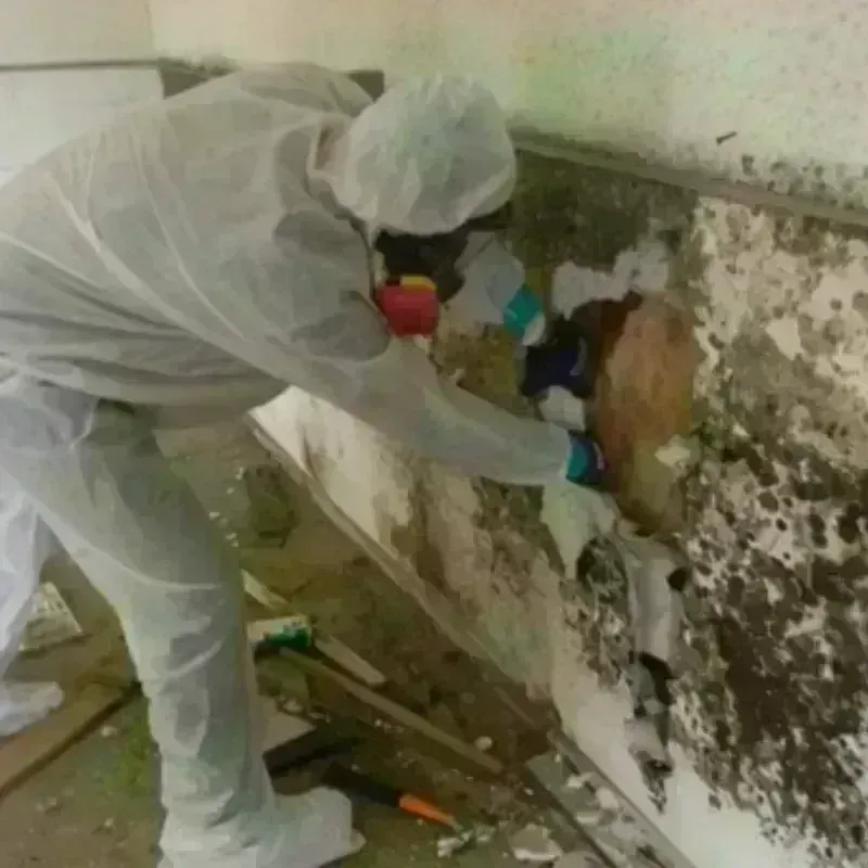 Mold Remediation and Removal in Oak Ridge North, TX